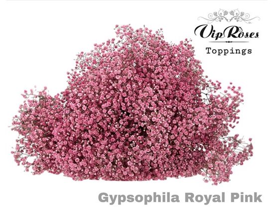 Gipsofila Pa Royal Pink c1960