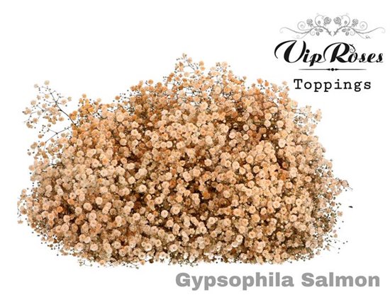 Gipsofila Pa Salmon c1962