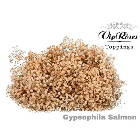 Gipsofila Pa Salmon c1962