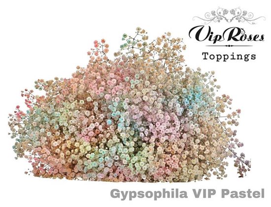 Gipsofila Pa Vip Pastel Mixed c1964