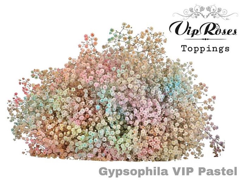 Gipsofila Pa Vip Pastel Mixed c1964