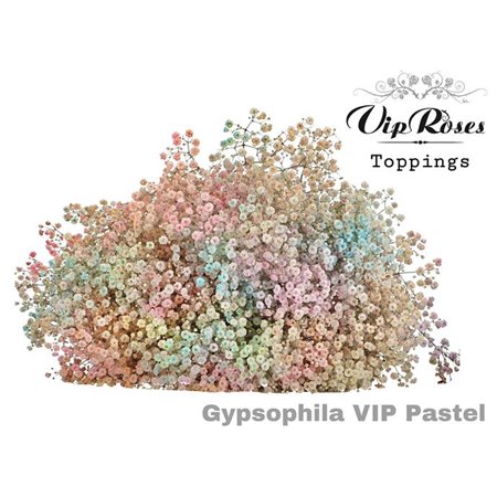 Gipsofila Pa Vip Pastel Mixed c1964