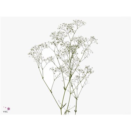 Gipsofila Pa Xlence Ec 25 Tropical Acres c1969