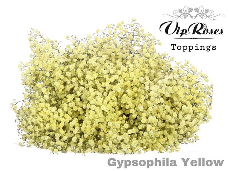 Gipsofila Pa Yellow c1972