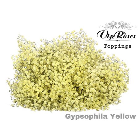 Gipsofila Pa Yellow c1972