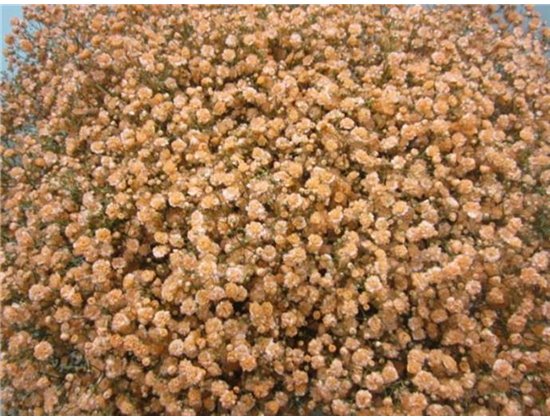 Gipsofila Xlence Apricot c1973