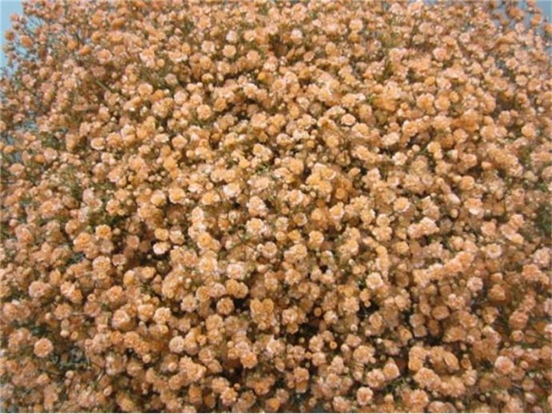 Gipsofila Xlence Apricot c1973