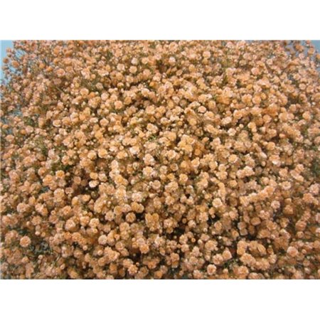 Gipsofila Xlence Apricot c1973