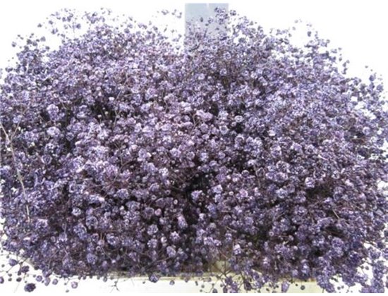Gipsofila Xlence Aubergine c1974