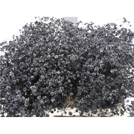 Gipsofila Xlence Black c1975