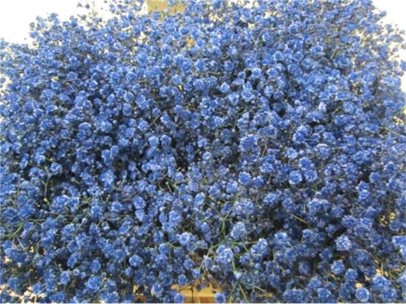 Gipsofila Xlence Blue c1976