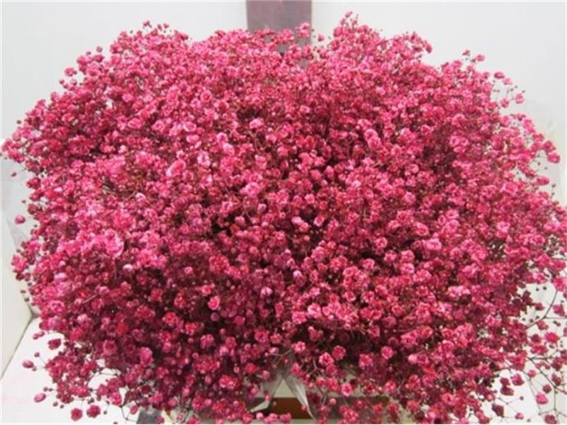 Gipsofila Xlence Cerise c1978