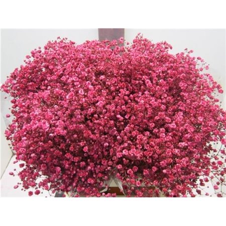 Gipsofila Xlence Cerise c1978