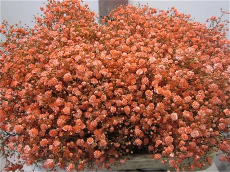 Gipsofila Xlence Coral c1979