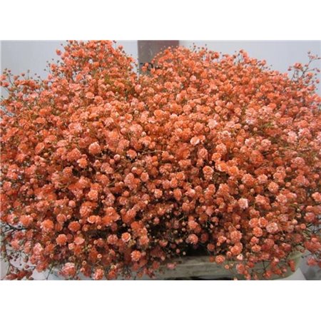 Gipsofila Xlence Coral c1979