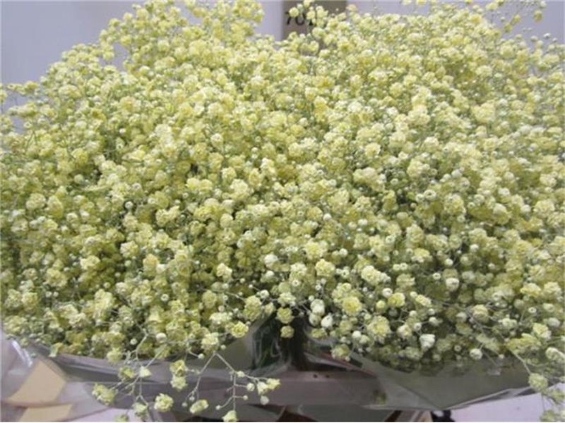 Gipsofila Xlence Coral c1980