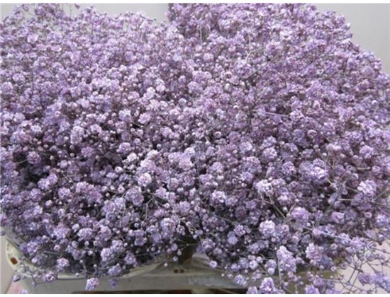 Gipsofila Xlence Milka c1982
