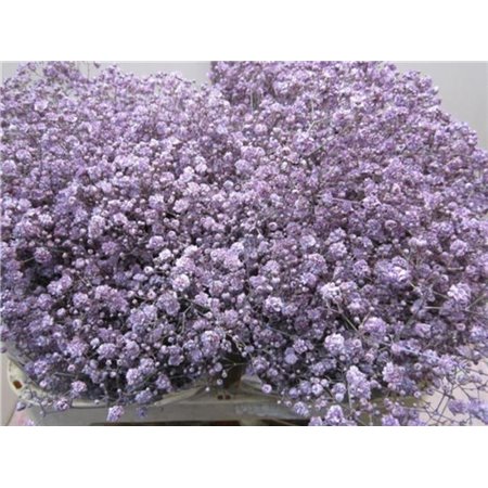 Gipsofila Xlence Milka c1982