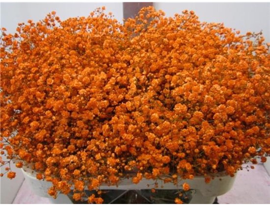 Gipsofila Xlence Orange c1984