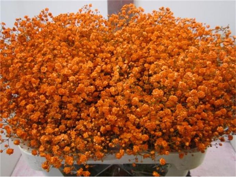 Gipsofila Xlence Orange c1984