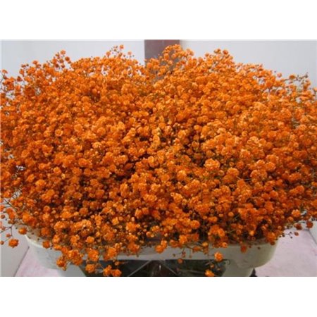 Gipsofila Xlence Orange c1984