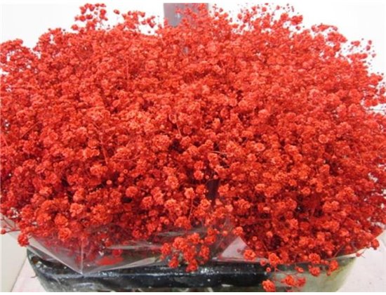 Gipsofila Xlence Red c1987