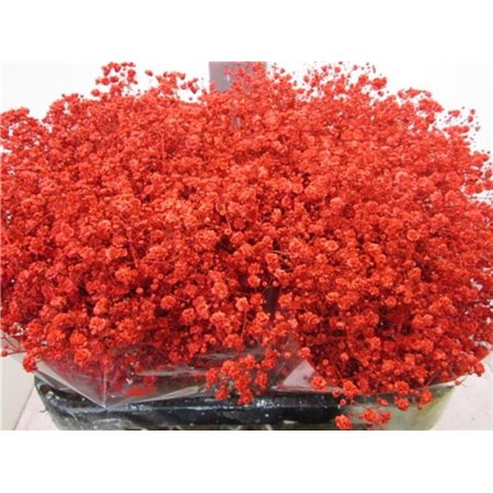 Gipsofila Xlence Red c1987