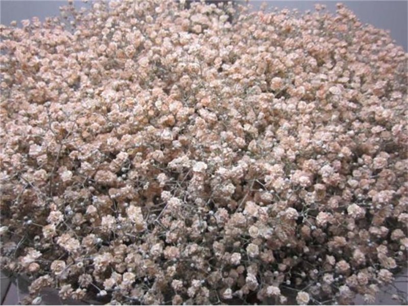Gipsofila Xlence Salmon c1990