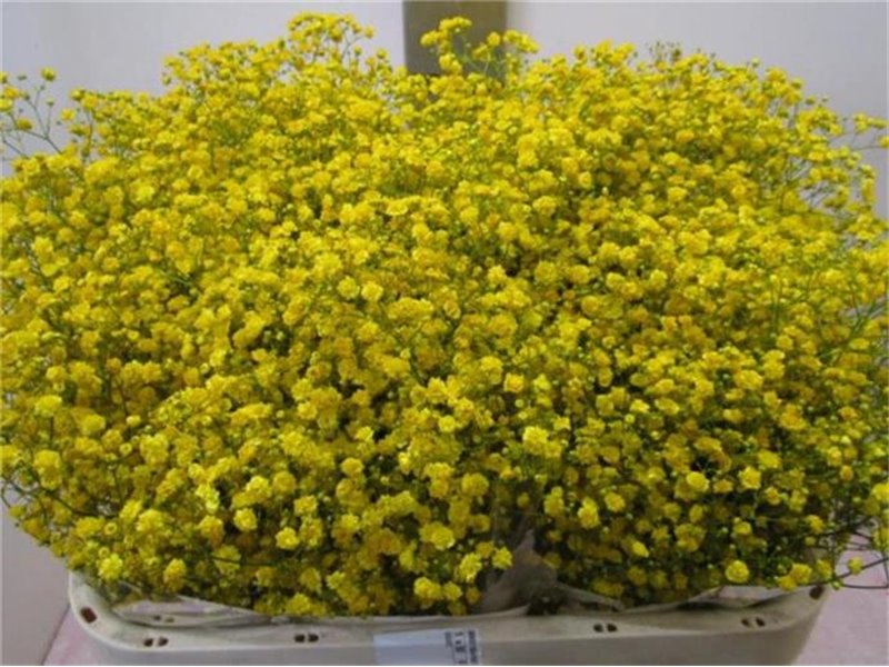 Gipsofila Xlence Yellow c1991