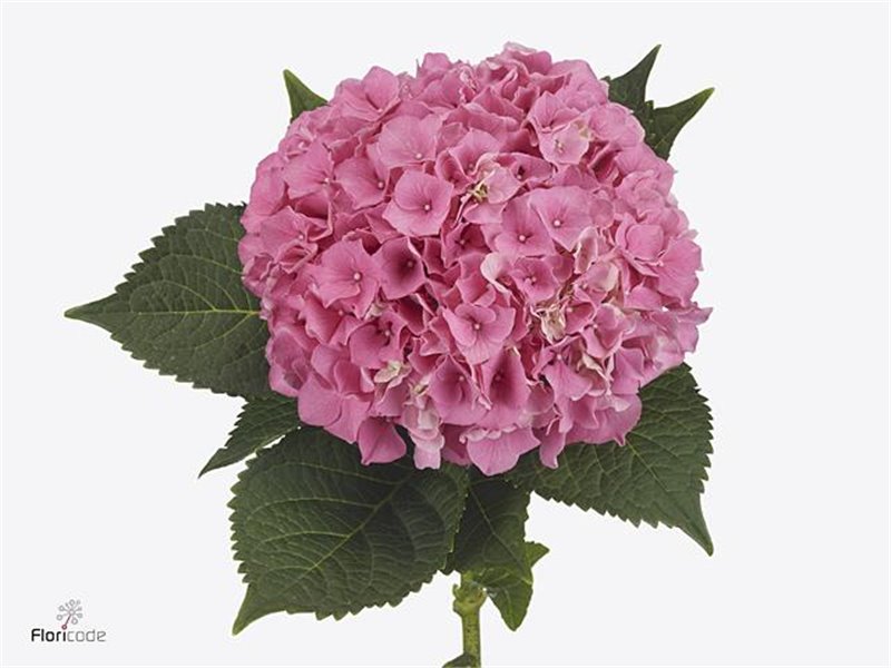 Hortenzija M Brownies 60 Cm c2020
