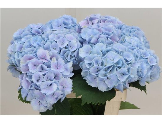 Hortenzija M Ch Lolly Pop Blue c2022