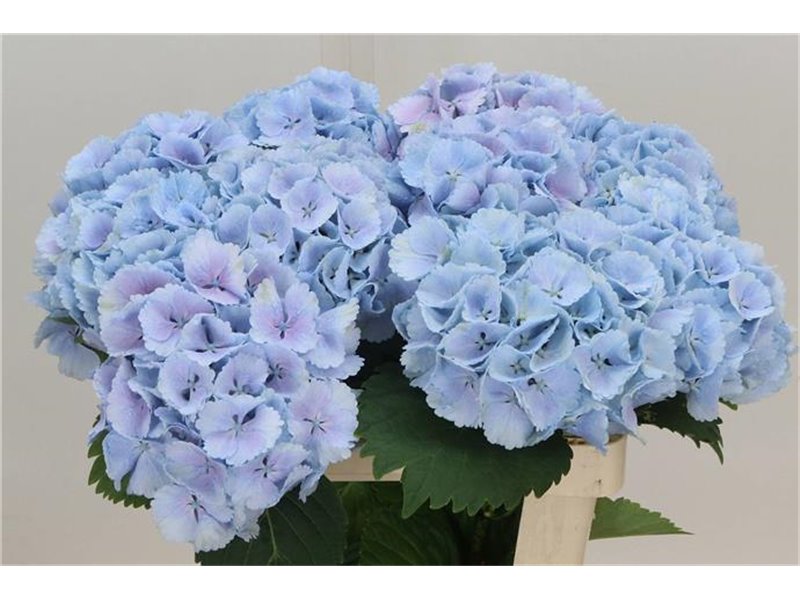 Hortenzija M Ch Lolly Pop Blue c2022