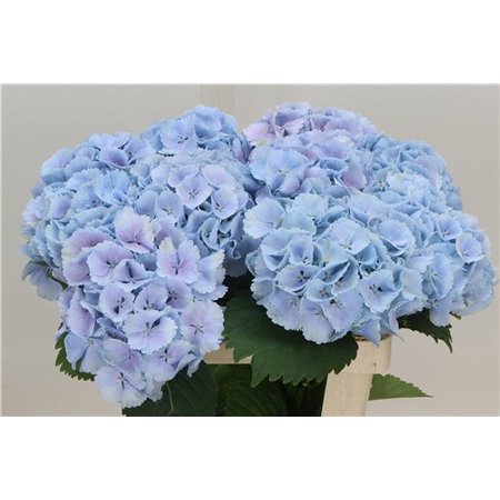 Hortenzija M Ch Lolly Pop Blue c2022