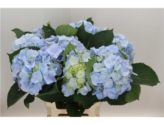 Hortenzija M Ch Monika Blue c2026