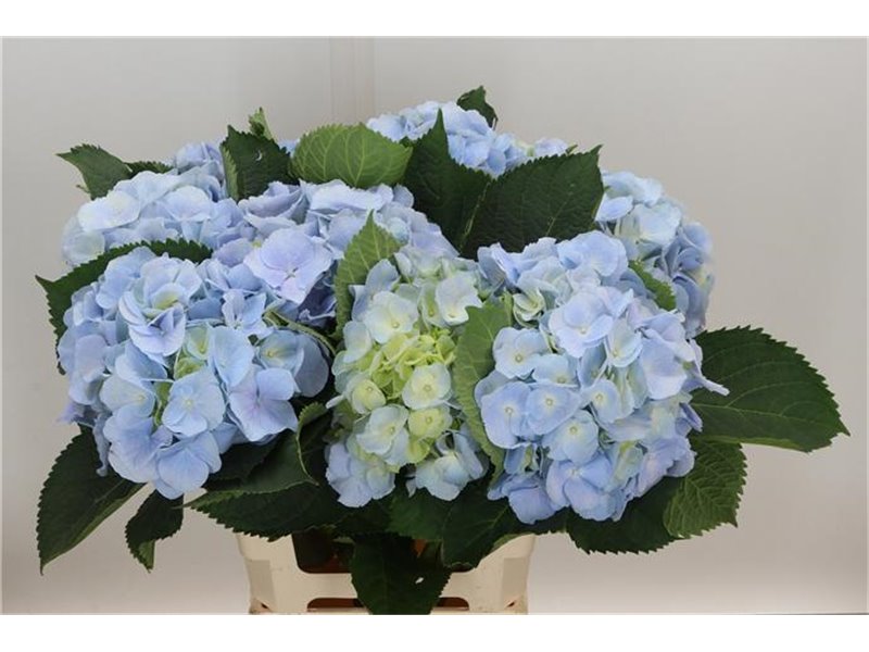 Hortenzija M Ch Monika Blue c2026