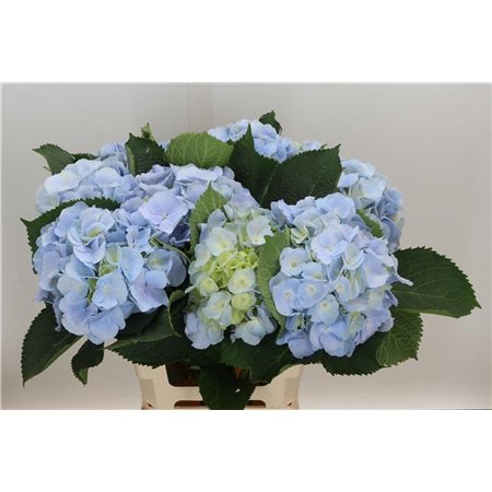 Hortenzija M Ch Monika Blue c2026