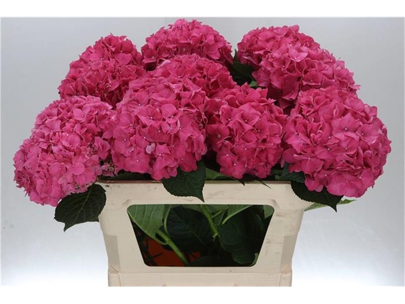 Hortenzija M Ch Rodeo Red c2028