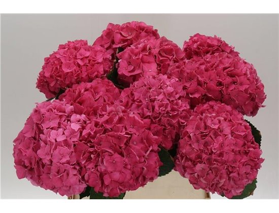 Hortenzija M Ch Rodeo Red c2029