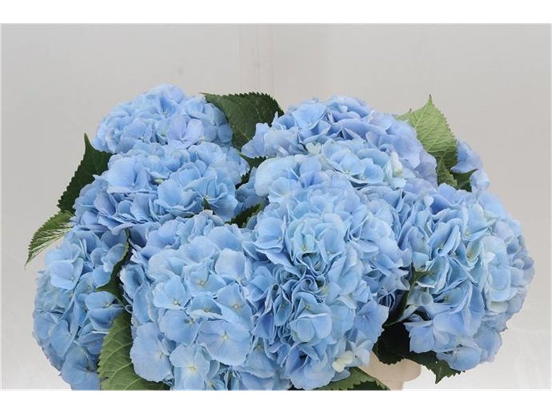 Hortenzija M Ch Verena Blue c2032