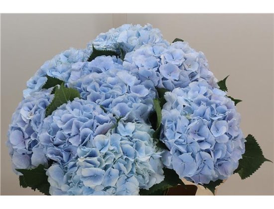 Hortenzija M Ch Verena Blue c2033