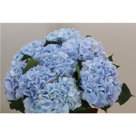 Hortenzija M Ch Verena Blue c2033