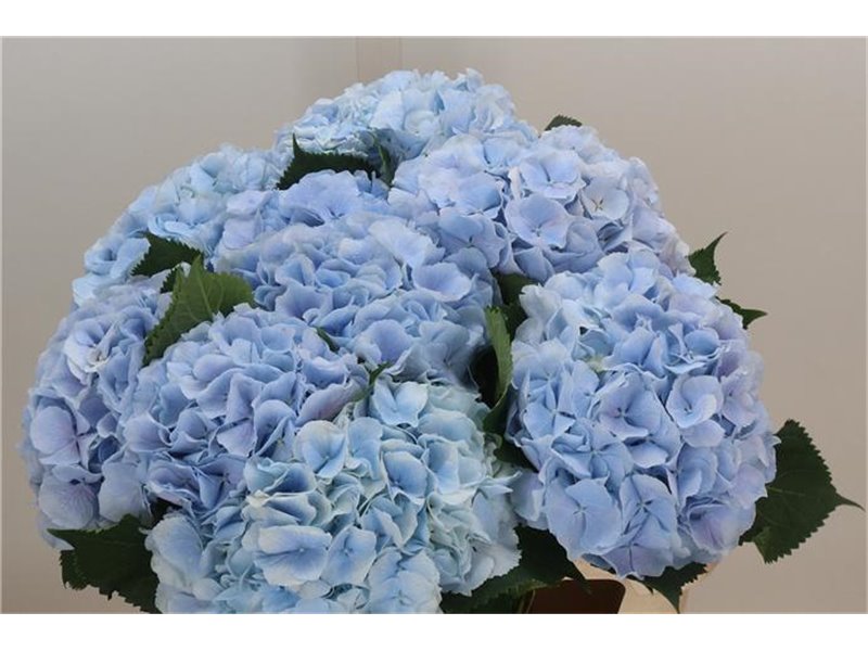 Hortenzija M Ch Verena Blue c2034