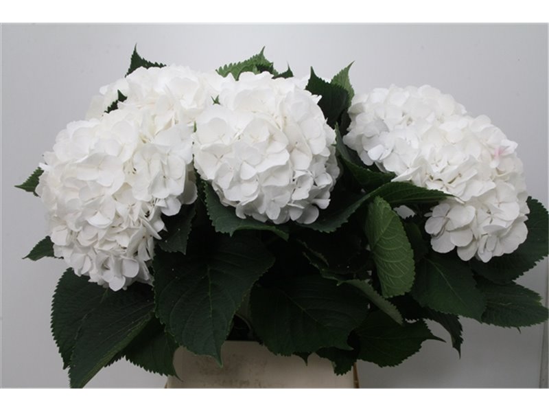 Hortenzija M Ch White Verena c2041