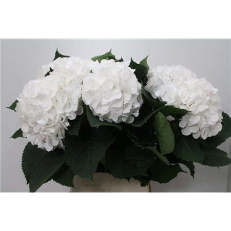 Hortenzija M Ch White Verena c2041