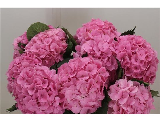 Hortenzija M Ch White Verena Classic c2042