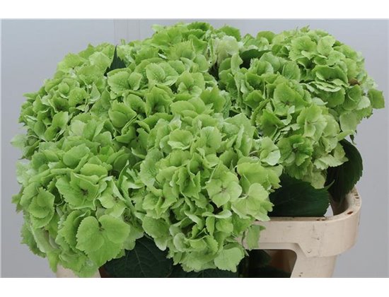 Hortenzija M Elbtal Pink c2043