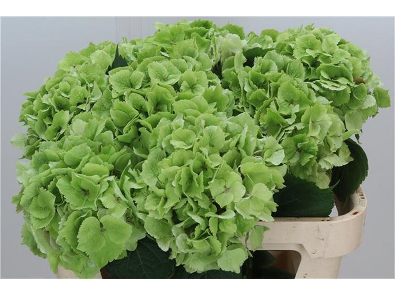 Hortenzija M Emerald Classic c2044
