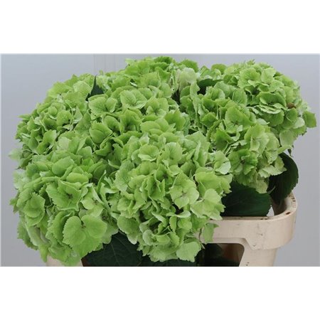 Hortenzija M Emerald Classic c2044