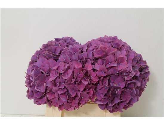 Hortenzija M Glowing Alps Purple c2045