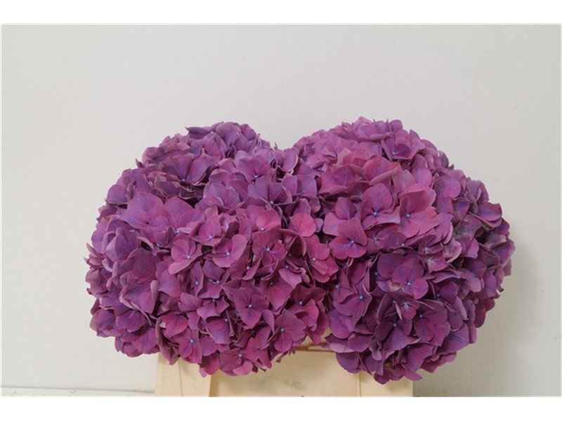 Hortenzija M Glowing Alps Purple c2045